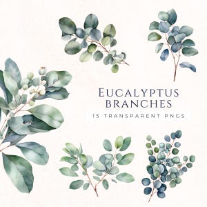 Clipart branche d'eucalyptus, Images du feuillage aquarelle, graphismes à usage Commercial, téléchargement immédiat, cliparts scrapbooking, BRA003