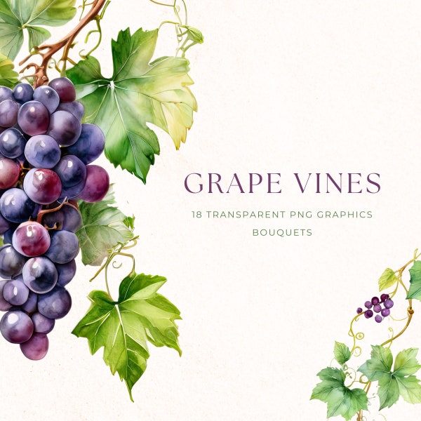Wine Grapes Watercolor Clip Art, Fruit PNG, Grape Vine Clipart, Food Clip Art, Grape PNG, Fruit Images, Instant Download