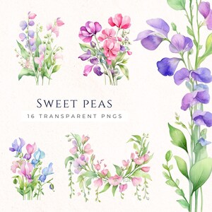 Guisante de olor Clipart PNG, Gráficos de flores de acuarela, Descarga instantánea de imágenes florales, Uso comercial, Clipart botánico