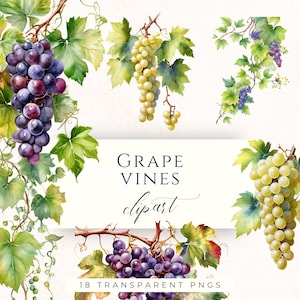 Puede incluir: Clipart de acuarela con vides con hojas verdes y racimos de uvas moradas y verdes. La imagen incluye el texto "GRAPE VINES clipart" y "18 TRANSPARENT PNGS".