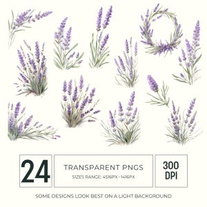 May include: Watercolor illustrations of lavender sprigs and arrangements in various forms. The image includes a lavender wreath, bouquets, and individual stems, all in shades of purple and green. Text on the image indicates 24 transparent PNGs with a size range of 4516px-1416px.
