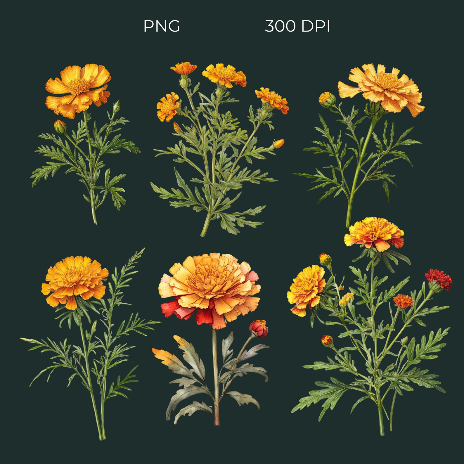marigold-clipart-instant-download-floral-clip-art-orange-flowers