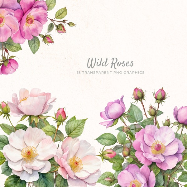 Beautiful Wild Rose Clipart, Watercolor Roses Clip Art, Floral PNG, Instant Download, Scrapbooking, Summer Clipart