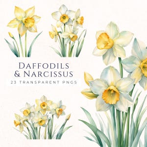 Aquarelle florale, clipart jonquille, fleurs de printemps à clipser, narcisses, fleurs de Pâques, fournitures pour cartes