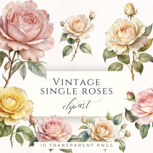 Puede incluir: Clipart de acuarela con rosas vintage individuales en varios colores, incluyendo rosa suave, crema y amarillo. La imagen incluye tallos, hojas y capullos. El texto en la imagen dice "VINTAGE SINGLE ROSES clipart" y "10 TRANSPARENT PNGS".