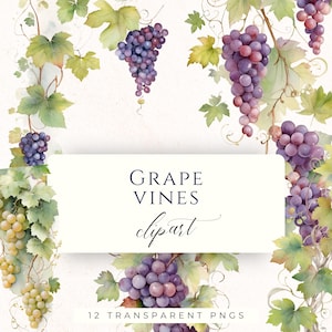 Pode incluir: Ilustração em aquarela de videiras com folhas verdes e cachos de uvas roxas e verdes. A imagem inclui o texto "GRAPE VINES clipart" e "12 TRANSPARENT PNGS". A obra de arte tem um estilo suave e pictórico.