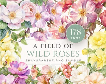 Paquete de imágenes prediseñadas de un campo de rosas silvestres, archivos PNG transparentes, rosas de jardín estilo acuarela, uso comercial, descarga instantánea.