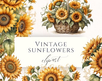 Colección de imágenes prediseñadas de girasoles vintage para manualidades, conjunto PNG botánico retro, licencia de uso comercial.