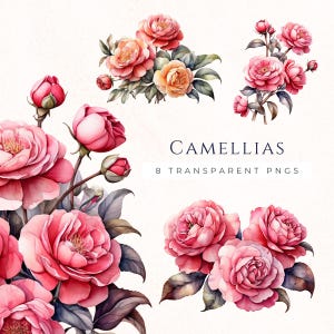 Camelliabloem illustraties, roze bloemen botanische afbeeldingen, scrapbooking decor png, aquarel bloemen, instant download