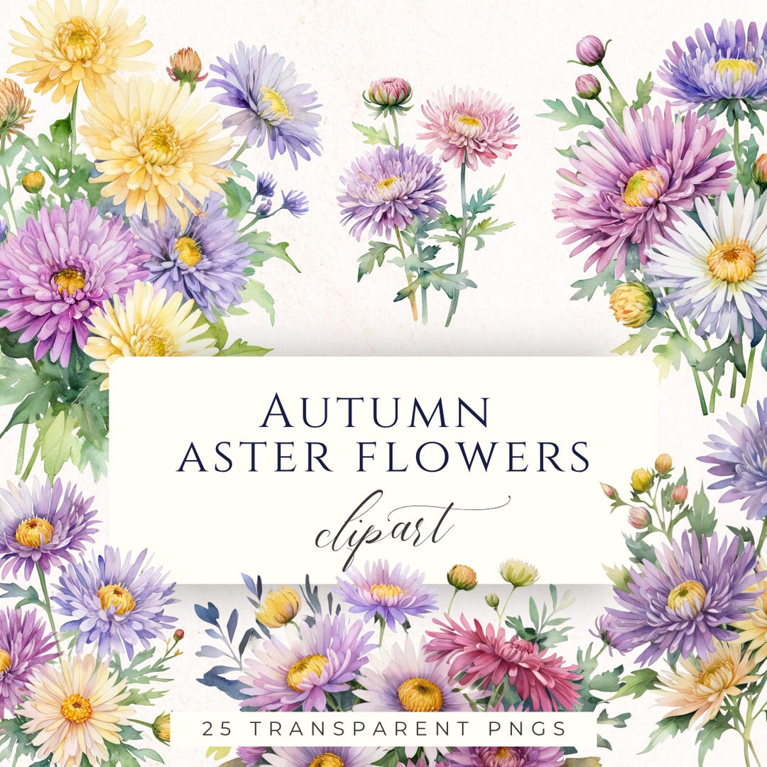 Purple Autumn Aster Watercolor Clipart PNG, Fall Flower Graphics for ...