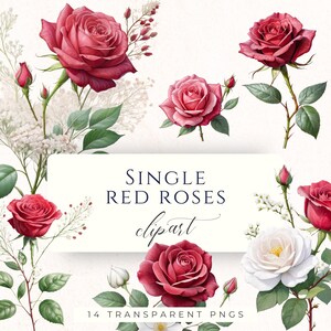 May include: A collection of single red rose clipart images. The roses vary in size and stage of bloom, from buds to fully open flowers. Green leaves and stems accompany the roses. The text "SINGLE RED ROSES clipart" is displayed on a white background, along with "14 TRANSPARENT PNGS".