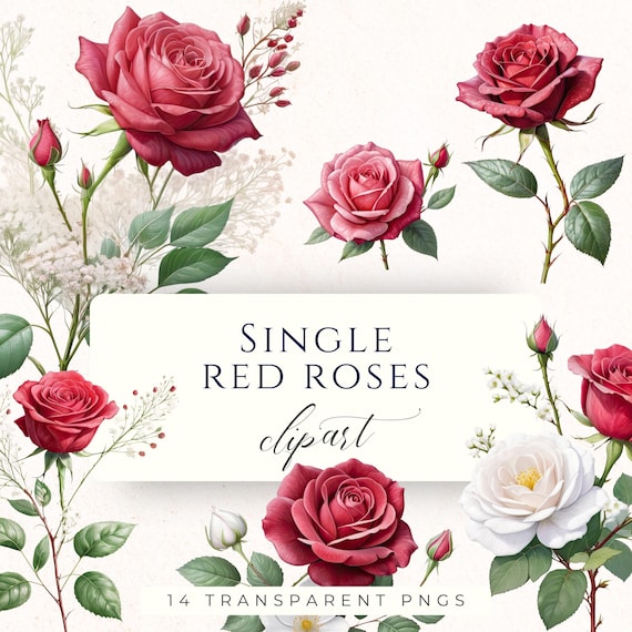 Single Red Rose Watercolor Clipart PNG, Romantic Floral Graphics for Wedding Scrapbooking, Cardmaking and Paper Crafting