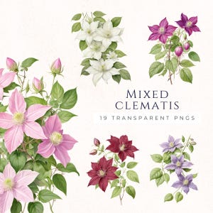 Clematis clipartset, aquarel bloemen png-set, commercieel gebruik graphics, paars blauwe bloemen, scrapbook papier crafting supply