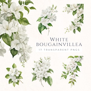 Weiß Bougainvillea Clipart-Set, griechische Blumen PNG-Grafiken, Blumenränder, Scrapbook-Bilder, Aquarell Blumen, BOU007