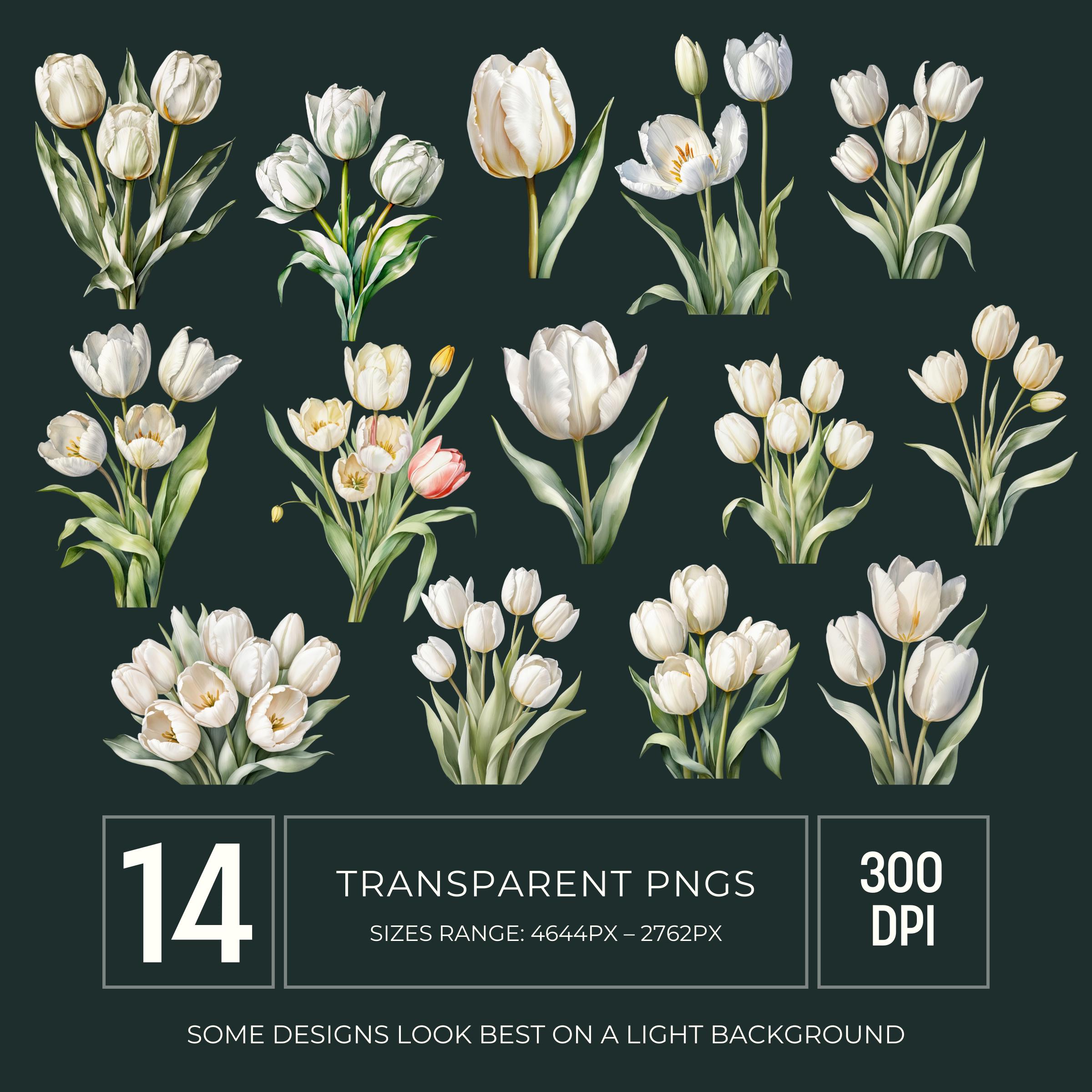 White Tulip Watercolor Clipart PNG, Spring Floral Graphics for ...