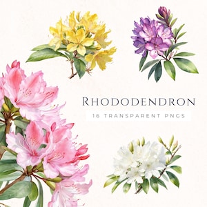 Azalea rododendron bloem illustraties, bloemen png-bestanden, lentebloemen scrapbooking decor, instant download, zonder achtergrond
