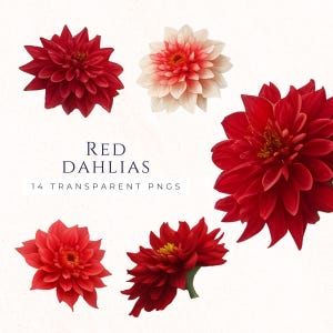Clipart de dalia roja digital: ¡hermosas imágenes PNG para álbumes de recortes, invitaciones y más!