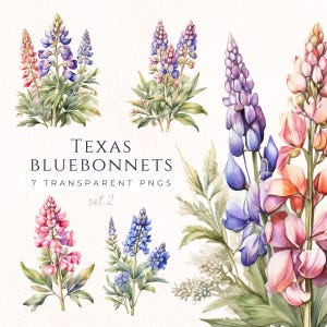 Bluebonnets Clipart, Floral Card Decor, Texas State Flower Art, Lupine Flowers Watercolor, Texas Wildflowers Illustration