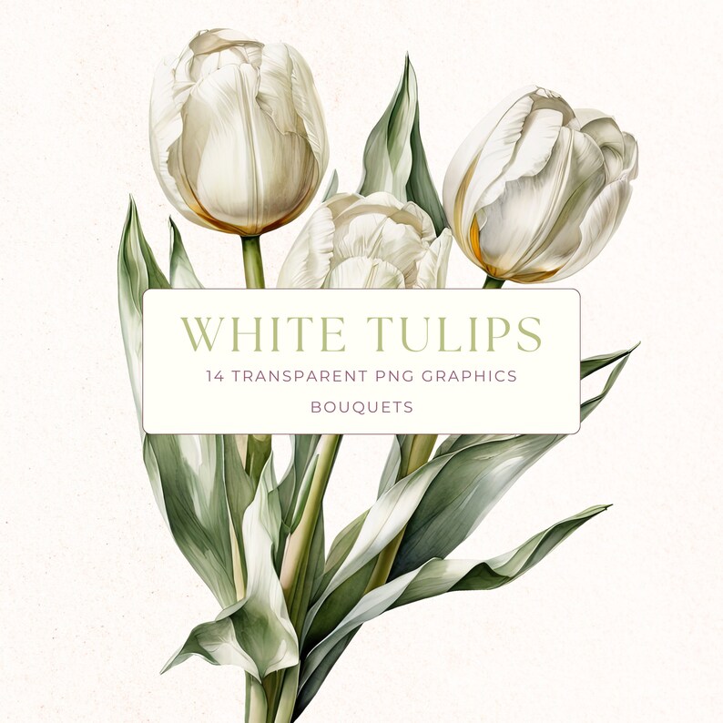 Watercolor Tulip Clipart, White Tulips Floral Design, Spring Flower ...