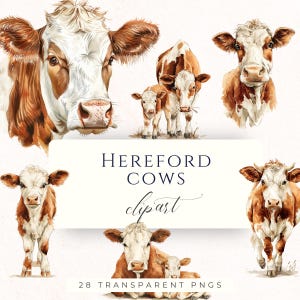 May include: A collection of watercolour clipart images of Hereford cows. The illustrations depict the cows' characteristic red-brown and white coats. The image includes adult cows and calves, with the text "HEREFORD COWS clipart" and "28 TRANSPARENT PNGS".