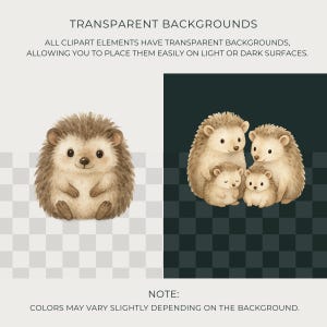 May include: Watercolor illustrations of hedgehogs. One image shows a single hedgehog, while the other depicts a hedgehog family. The text states that the clipart elements have transparent backgrounds, allowing easy placement on light or dark surfaces.