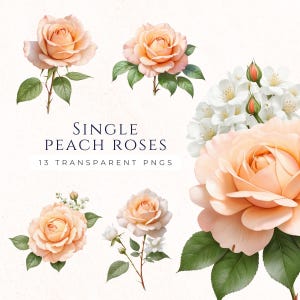 Enkele roos clipart, perzik bloemen png, bruiloft decoratie afbeelding, bloemen scrapbooking afbeelding, junk journal roos