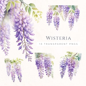 Glyzinien Blumen Clipart-Set, Immergrün blau Floral Clip Art, Whisteria Aquarell Zweige, Hochzeitsdekoration, Scrapbooking