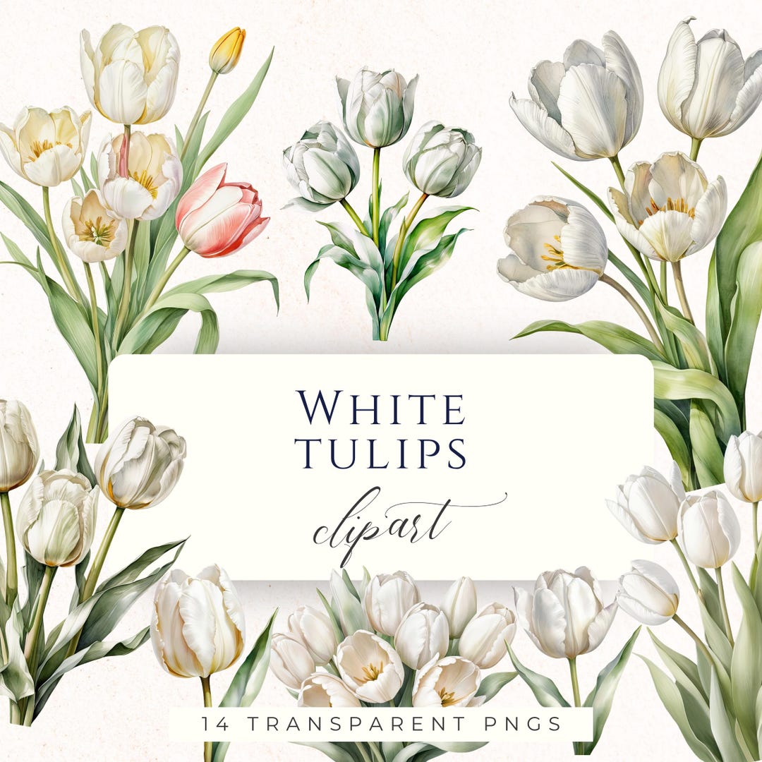White Tulip Watercolor Clipart PNG, Spring Floral Graphics for ...