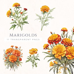 Marigold Clipart, Instant Download, Floral Clip Art, Orange Flowers, October Flower, Watercolor Design