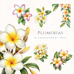Pacote de clipart de plumeria tropical frangipani, gráficos de flores havaianas, download instantâneo, decoração de cartão, arte de convite