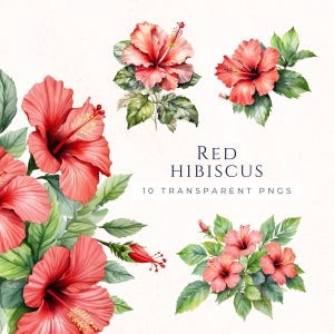 Clipart Hibiscus rouge, fleur tropicale PNG, graphiques floraux aquarelles, illustrations florales hawaïennes, téléchargement immédiat, HIB003