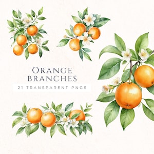 Branche d'oranger des cliparts aquarelle, agrumes en téléchargement numérique, Images de scrapbooking Fruits d'été, fournitures pour travaux manuels en papier, journal artistique