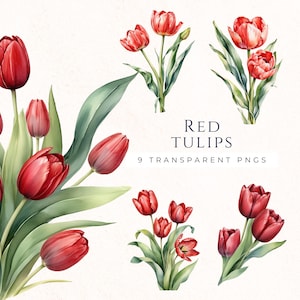 Clipart tulipes printemps, aquarelle florale, fleur rouge Clip Art, téléchargement immédiat, tulipe PNG, TUL007