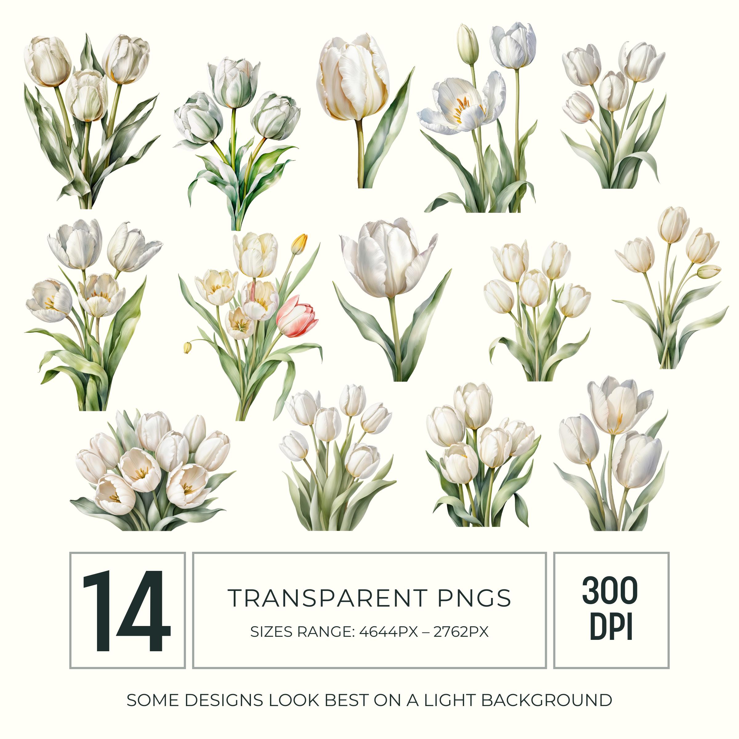 White Tulip Watercolor Clipart PNG, Spring Floral Graphics for ...