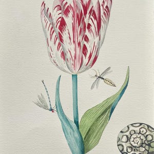 Puede incluir: Ilustración en acuarela de un tulipán con pétalos a rayas rojas y blancas, un tallo verde azulado y hojas verdes. Dos libélulas y una avispa están cerca de la flor. Una concha de caracol está en la esquina inferior derecha.