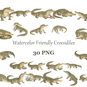Peut inclure: Une collection de 30 illustrations à l'aquarelle de crocodiles verts dans diverses positions, se reposant sur des rochers, des bûches ou près de fleurs. Le texte "Watercolor Friendly Crocodiles" et "30 PNG" est centré parmi les images.