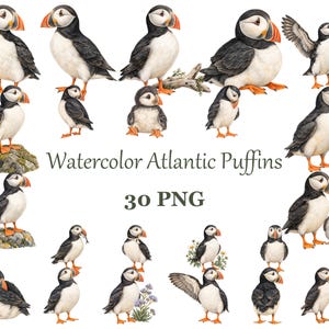 May include: A collection of watercolor Atlantic puffin illustrations featuring various poses, including standing, flying, and interacting with chicks. The set includes 30 PNG files with black, white, and orange coloring, labeled Watercolor Atlantic Puffins 30 PNG.