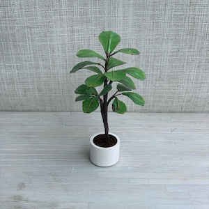 May include: A small potted plant with green leaves and a white pot. The plant is on a white wooden floor.
