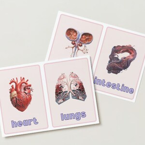 Flash cards : learning the Human Body + free coloring pages