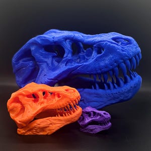 May include: Three dinosaur skulls, one blue, one orange, and one purple, are arranged in a size order from largest to smallest.