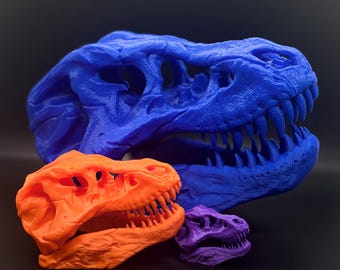 May include: Three dinosaur skulls, one blue, one orange, and one purple, are arranged in a size order from largest to smallest.