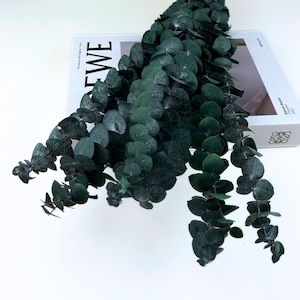 Green Baby Eucalyptus / Preserved Eucalyptus /  Eucalyptus for Bouquets / Perfect for Wedding Home Decor DIY Floral arrangements