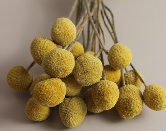 Dried Flowers Billy Balls Yellow Craspedia bunch of 20 / Dried billy buttons /  Perfect for Wedding Home Decor DIY Floral arrangements