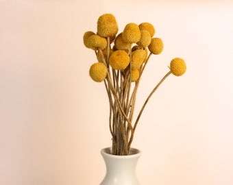 Getrocknete Blumen Billy Balls Gelb Craspedia bund von 20 / Getrocknete Billy Buttons / Perfekt für Hochzeit Home Decor DIY Blumenarrangements