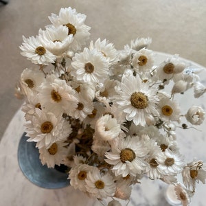 Dried White Rodanthe Daisies /  Natural Arrangement / Perfect for Wedding Home Decor DIY Floral arrangements