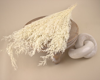 Caspia natural preservada / Flores secas / Limonio blanco seco / Perfecto para bodas, decoración del hogar, arreglos florales DIY