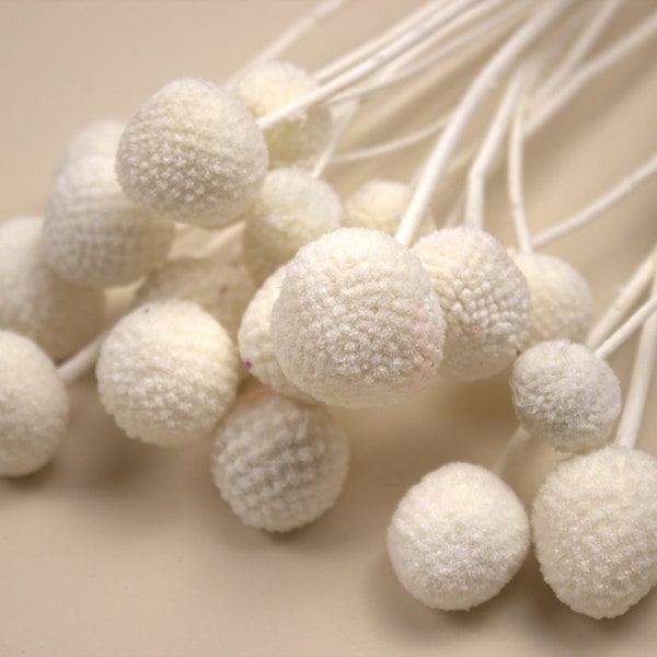 Preserved Natural White Billy Ball (Craspedia) - bunch of 20 / Dried billy buttons /  Perfect for Wedding Home Decor DIY Floral arrangements