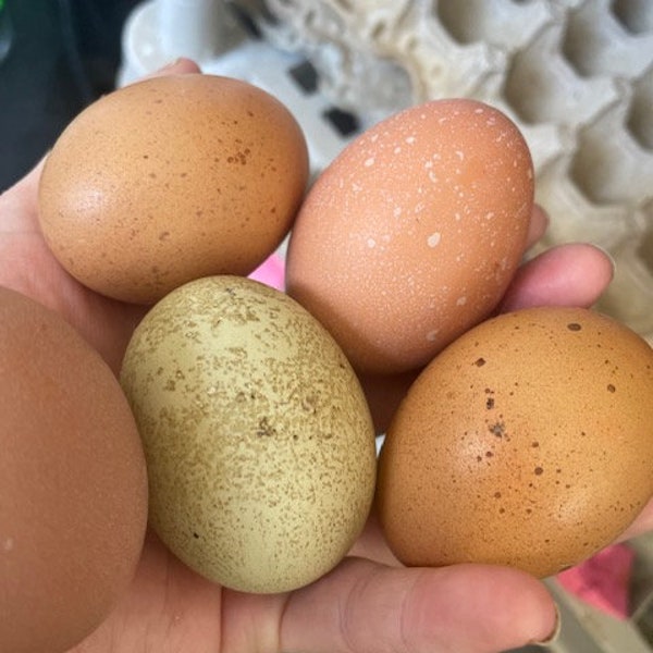 Fertilized chicken eggs FREE shipping Speckeled, Splash , Heavy  Bloom EGGS