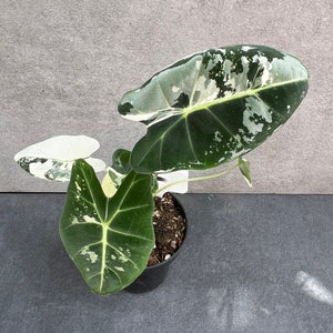 Alocasia Frydek Variegated