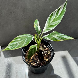 Banana Plant Musa Variegated